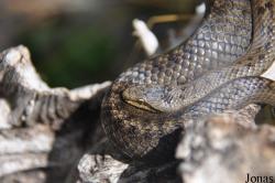 Reptilienzoo Nockalm