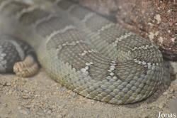 Crotalus oreganus