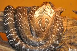 Reptilienzoo Nockalm