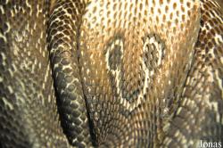 Reptilienzoo Nockalm