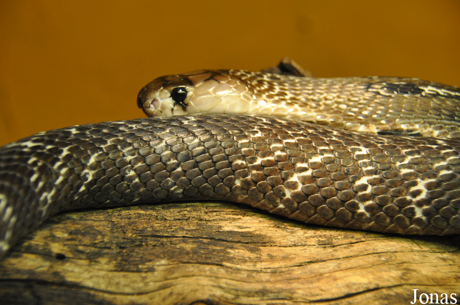Reptilienzoo Nockalm