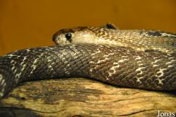 Reptilienzoo Nockalm