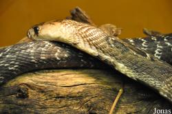 Reptilienzoo Nockalm