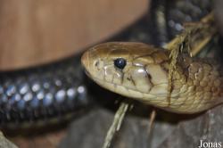 Naja melanoleuca subfulva