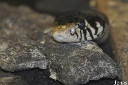 Naja melanoleuca
