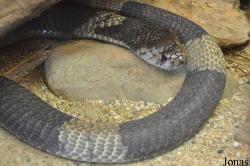 Reptilienzoo Nockalm