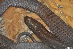 Reptilienzoo Nockalm