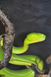 Reptilienzoo Nockalm