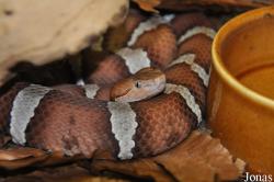 Agkistrodon contortrix pictigaster