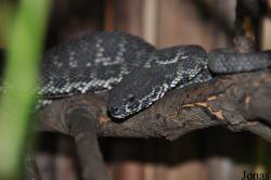 Reptilienzoo Nockalm
