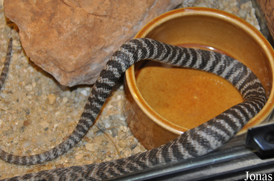 Reptilienzoo Nockalm