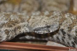 Reptilienzoo Nockalm