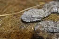 Reptilienzoo Nockalm