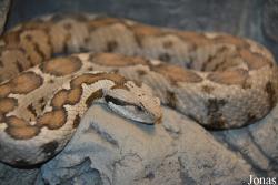 Montivipera xanthina