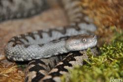 Reptilienzoo Nockalm