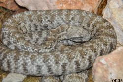 Reptilienzoo Nockalm