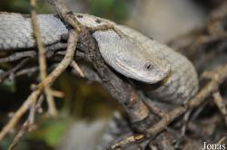 Reptilienzoo Nockalm