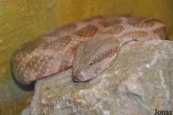 Reptilienzoo Nockalm