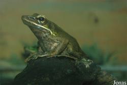 Rhacophoridae