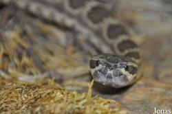Reptilienzoo Nockalm