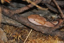Agkistrodon contortrix mokasen