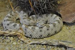 Reptilienzoo Nockalm