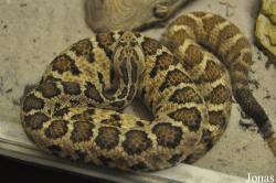 Crotalus enyo