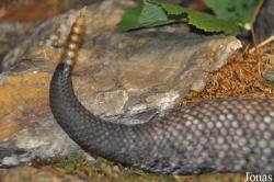Reptilienzoo Nockalm