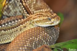 Reptilienzoo Nockalm