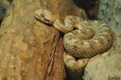 Crotalus cerastes