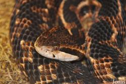 Cerrophidion godmani