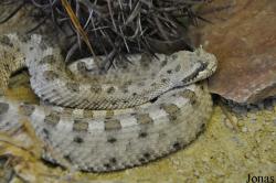 Reptilienzoo Nockalm