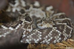 Reptilienzoo Nockalm