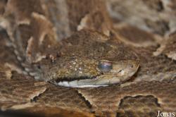 Bothropoides diporus