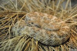 Crotalus mitchellii