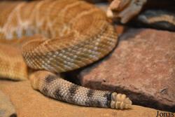 Crotalus ruber