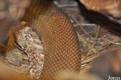 Reptilienzoo Nockalm