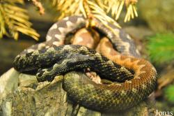 Reptilienzoo Nockalm