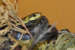 Reptilienzoo Nockalm