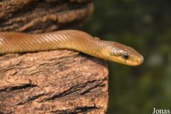 Zamenis longissimus