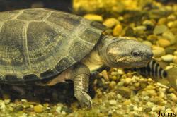 Schildkröten- und Reptilienzoo Neu-Ulm