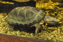 Schildkröten- und Reptilienzoo Neu-Ulm