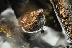 Schildkröten- und Reptilienzoo Neu-Ulm