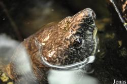 Staurotypus triporcatus