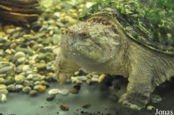 Schildkröten- und Reptilienzoo Neu-Ulm