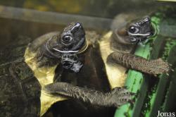 Cyclemys tcheponensis