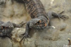 Oplurus cyclurus