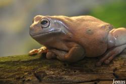Schildkröten- und Reptilienzoo Neu-Ulm