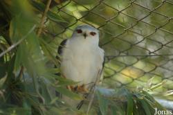 Elanus caeruleus