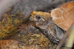 Schildkröten- und Reptilienzoo Neu-Ulm